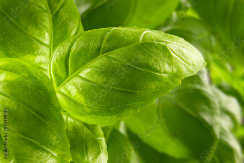 leaves of sweet basil on bush ready to eat or decorate vegetable food or meal while being healthy and herbal with spice and delicious falvor and herbal aroma