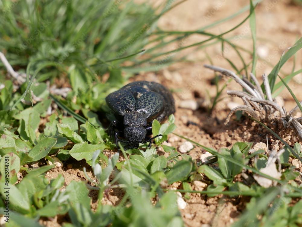 A female of a large black beetle without wings on a sunny spring day. A poisonous beetle with a soft belly on stony soil among green grass. Meloe proscarabaeus in its natural environment. A female of a large black beetle without wings on a sunny spring day. A poisonous beetle with a soft belly on stony soil among green grass. Meloe proscarabaeus in its natural environment.