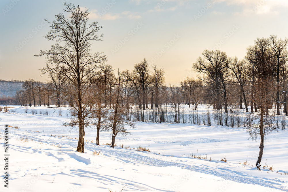 Fototapeta premium Oak grove on a frosty winter day