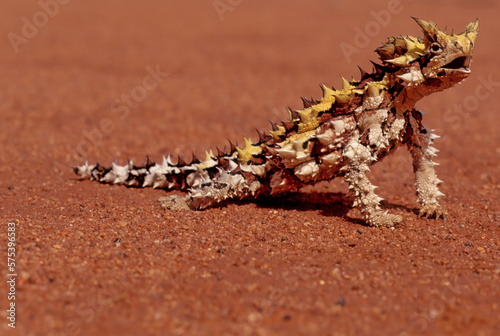 Thorny devil