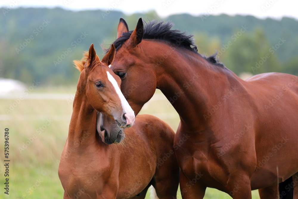 Fototapeta premium caring bay mare hugs a foal against the background of a meadow