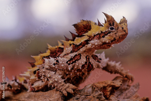 Thorny devil