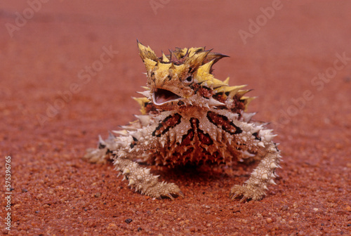Thorny devil