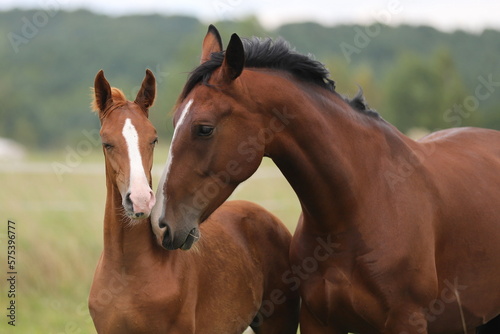 caring bay mare hugs a foal against the background of a meadow 