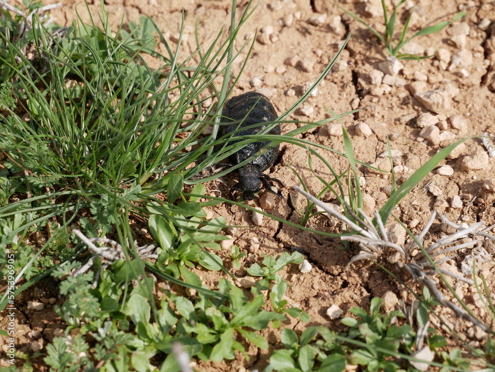 A female of a large black beetle without wings on a sunny spring day. A poisonous beetle with a soft belly on stony soil among green grass. Meloe proscarabaeus in its natural environment.