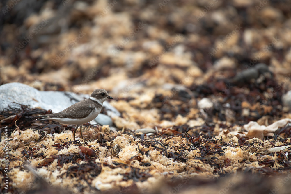 Semipalmated Plover