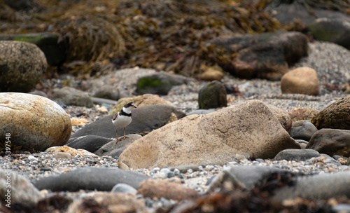Semipalmated Plover © Neil