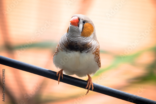 Cuadro en lienzo The zebra finches are two species of estrildid finch in the genus Taeniopygia fo