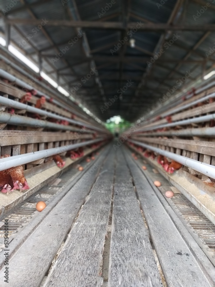 Rows of Laying Hens In a Chicken Farm