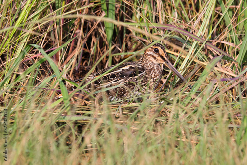 African Snipe Bird Concealed In Wetland Grass (Gallinago nigripennis), Pretoria, South Africa