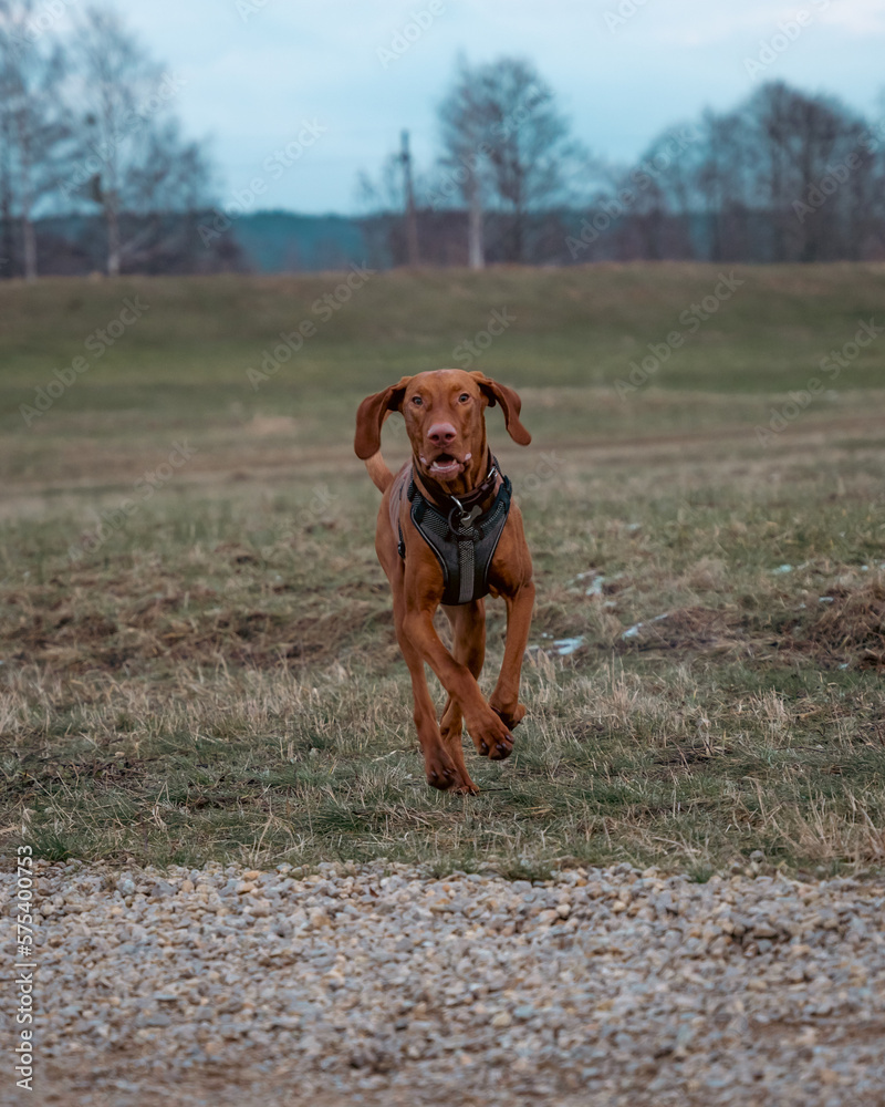 dog running in the field