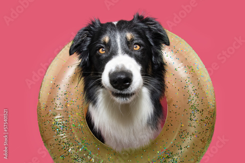 Funny dog summer concpet. Border collie making a face and looking at camera inside of a yellow infltable. Isolated on pink background photo