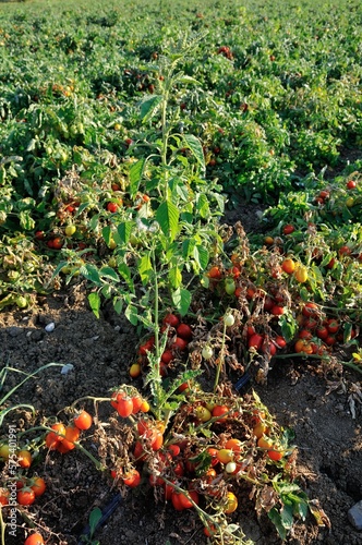 Tomatenfelder bei Parma in der Emilia Romagna photo