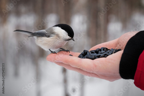 Small wild grey-brown willow tit with a black cap sitting on palm of hand and eating sunflower seeds in forest at cold winter season. Concept of feeding birds and environmental protection photo