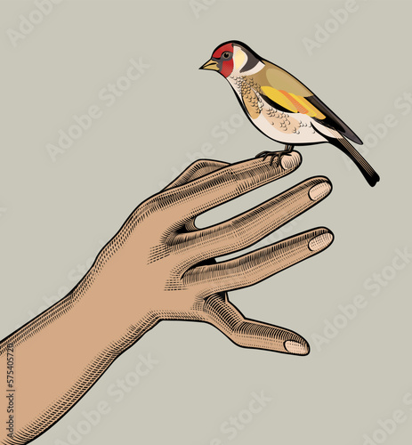 A woman's hand, on which a goldfinch is sitting. Antique engraving, stylized drawing. Vector illustration. 