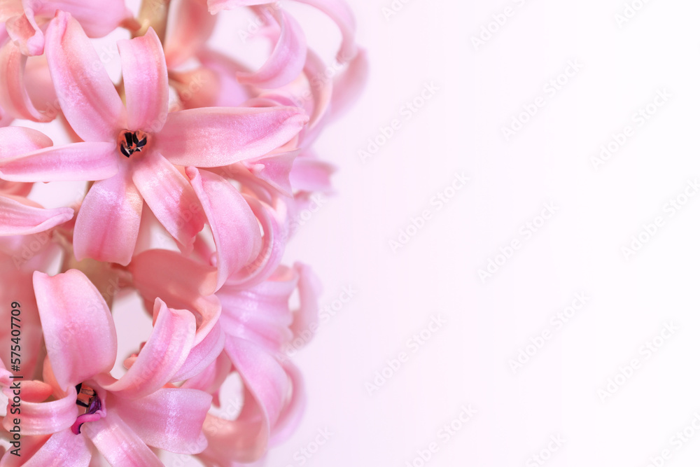 Greeting card with gently pink hyacinth flowers on white background. March 8 Women's Day. Mother's Day. Grandma Day. Happy Birthday. Easter. Spring. Place for text.
