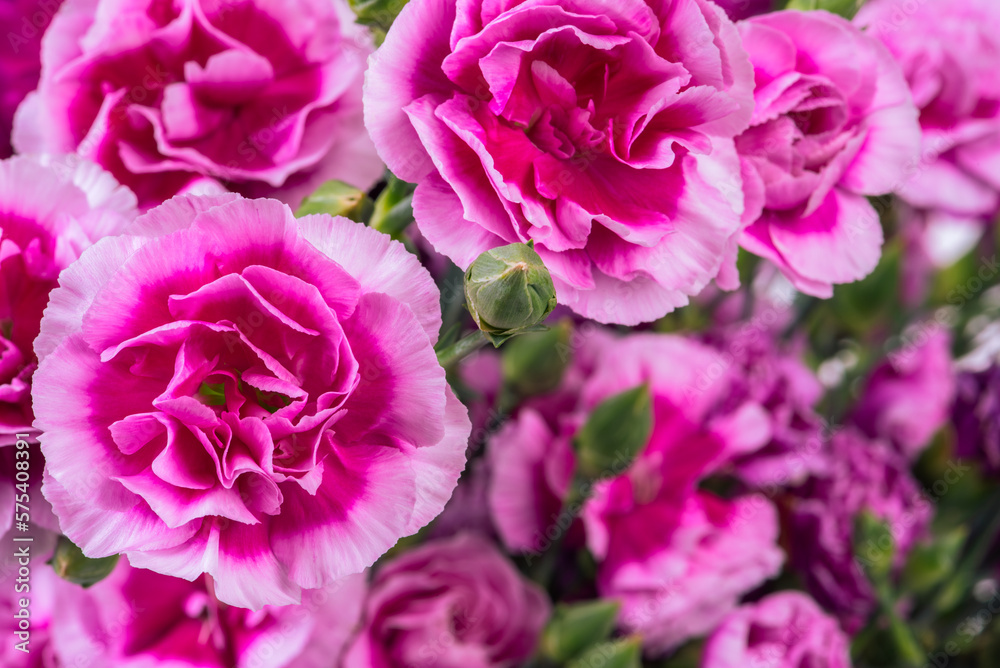 Red carnations bouquet close-up