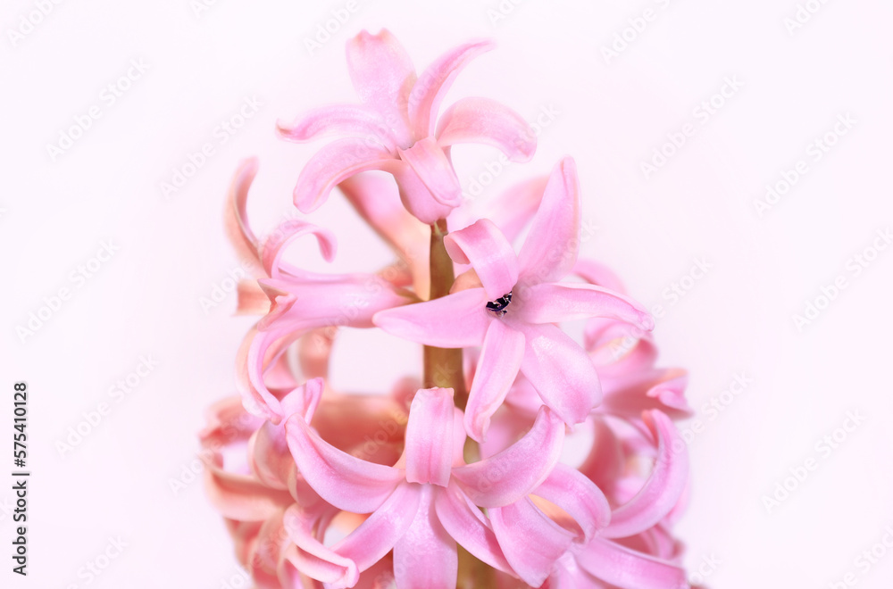 Greeting card with gently pink hyacinth flowers in center on white background. March 8 Women's Day. Mother's Day. Grandma Day. Happy Birthday. Easter. Wedding. Spring.