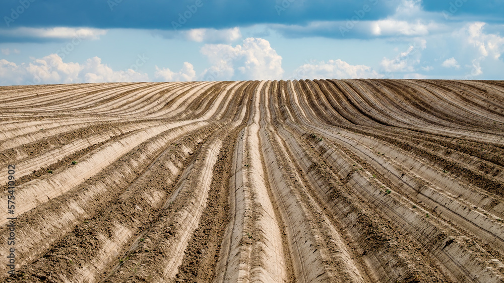 An agricultural potato field. Ploughed fields go over the horizon