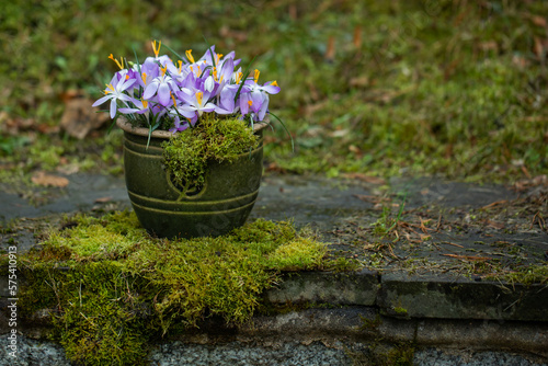 wiosenna kompozycja kwiatowa w rustykalnej doniczce Dekoracja wielkanocna - pierwsze wiosenne kwiaty krokusy
