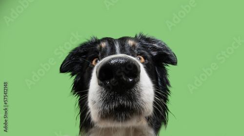 Funny close-up border collie puppy dog looking at camera. Isolated on green background