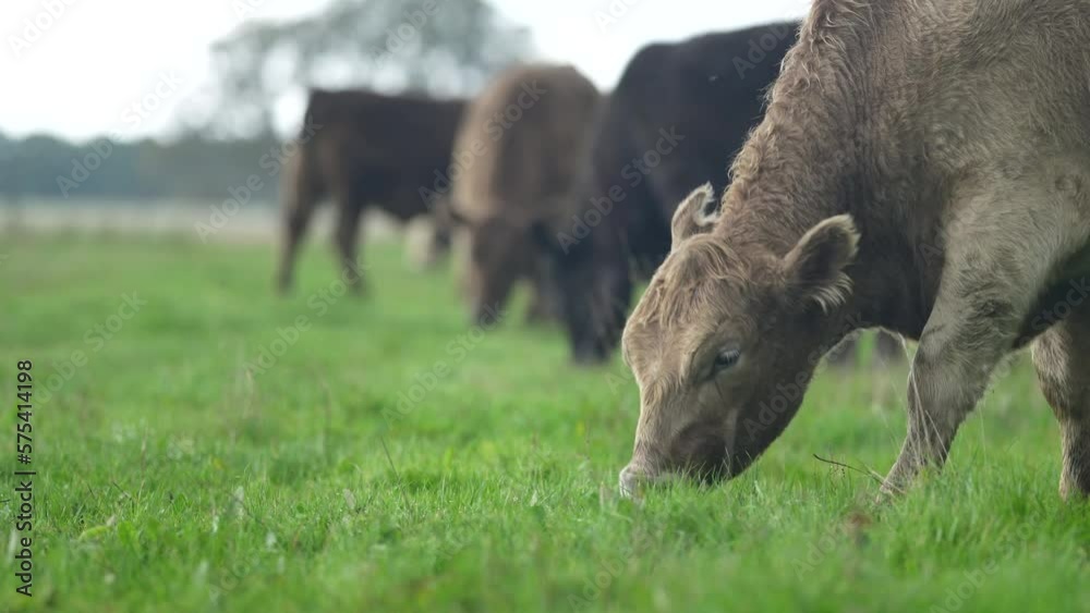 Sustainable produced carbon neutral cattle farm. With cows grazing on native pasture in a field Sustainable produced carbon neutral cattle farm. With cows grazing on native pasture in a field