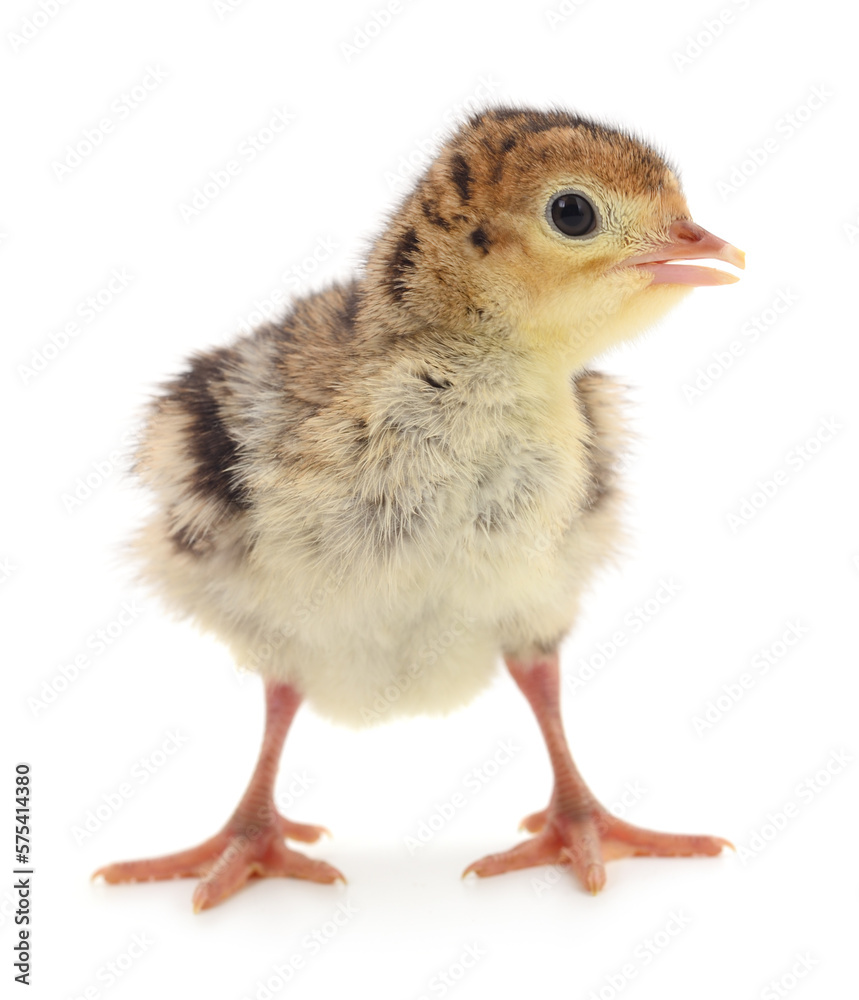 Chicken turkey isolated. Chicken turkey isolated.