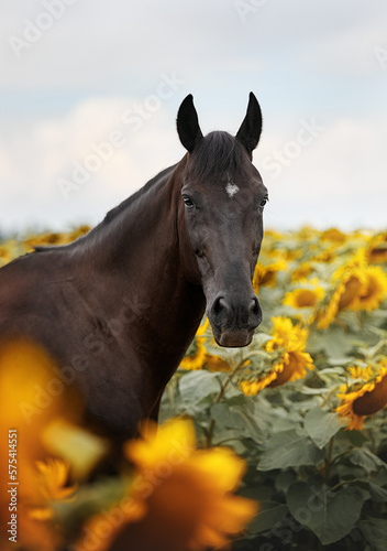 Beautiful horse in sunflowers