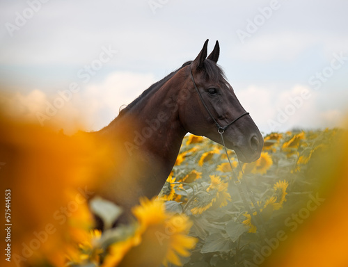 Beautiful horse in sunflowers © Елизавета Мяловская