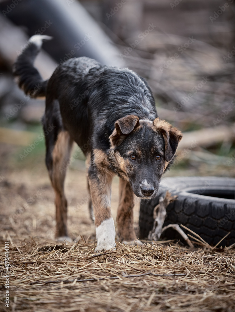 Fototapeta premium Puppy walking on the lawn