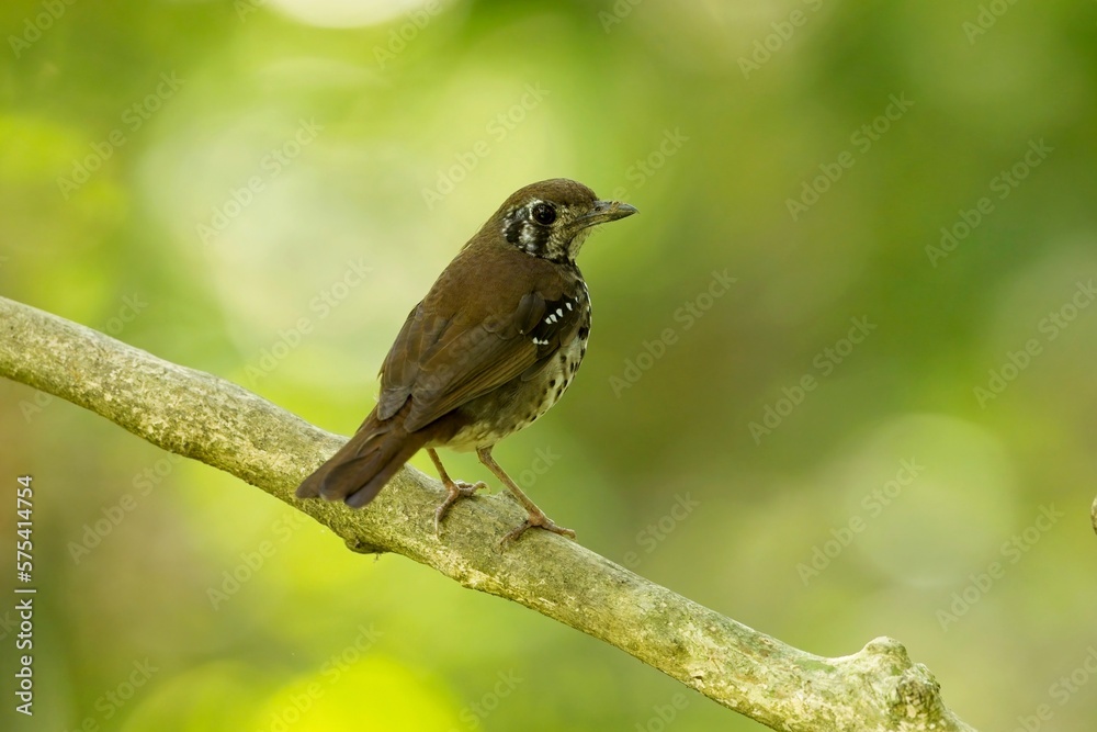 Fototapeta premium The spot-winged thrush, (Geokichla spiloptera), is an Asian thrush, a group within the large thrush family Turdidae.