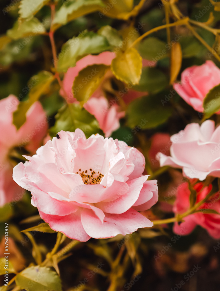 Obraz premium nature and flowers, pink roses and green leaves