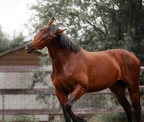 A beautiful bay horse walks in a paddock © Елизавета Мяловская