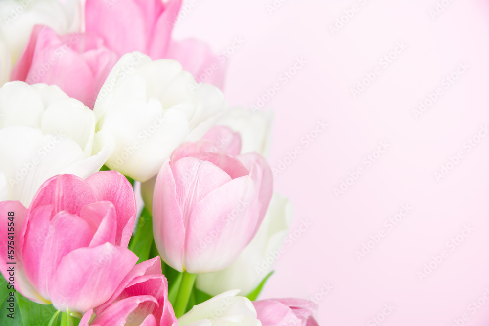 Bouquet of tulips on pale pink background. Close-up of pink and white tulips with copy space