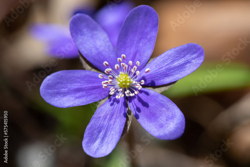 Blue flower Hepatica nobilis  photo