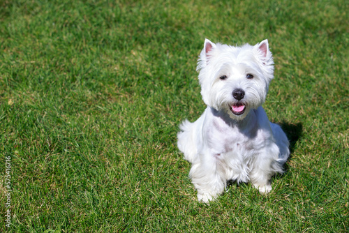 West highland white terrier