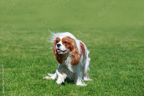 Dog breed king charles spaniel