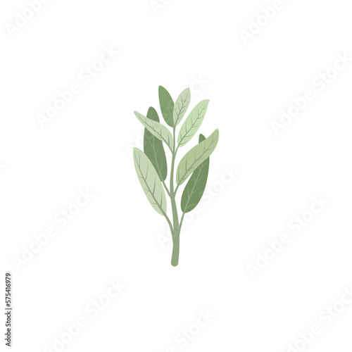 Sage. Sage branch and leaves.
 Vector illustration isolated on white background. For template label, packing, web, menu, logo, textile, icon