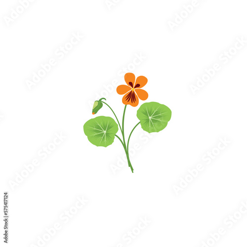 Nasturtium. Flower of nasturtium. Flower of nasturtium in red and yellow colors. Vector illustration isolated on white background. For template label, packing, web, menu, logo, textile, icon