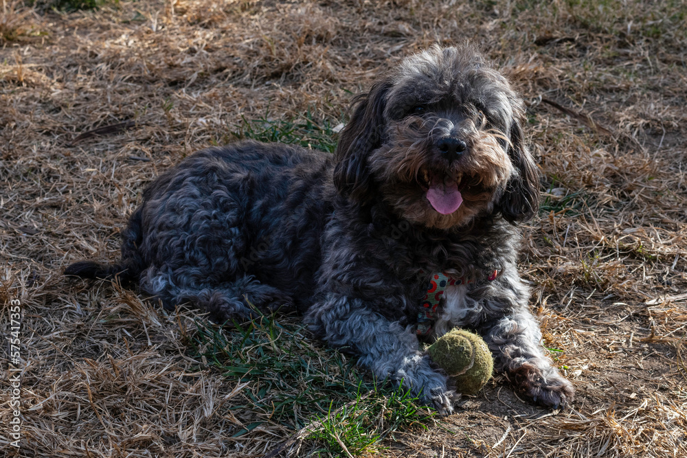 Dark grey furry doggy, smiling, stretched out on the grass with his tennis ball and ready to play