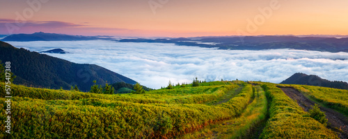 Top view of dense fog in alpine valley in rays of morning light. Carpathian mountains, Ukraine. © Leonid Tit