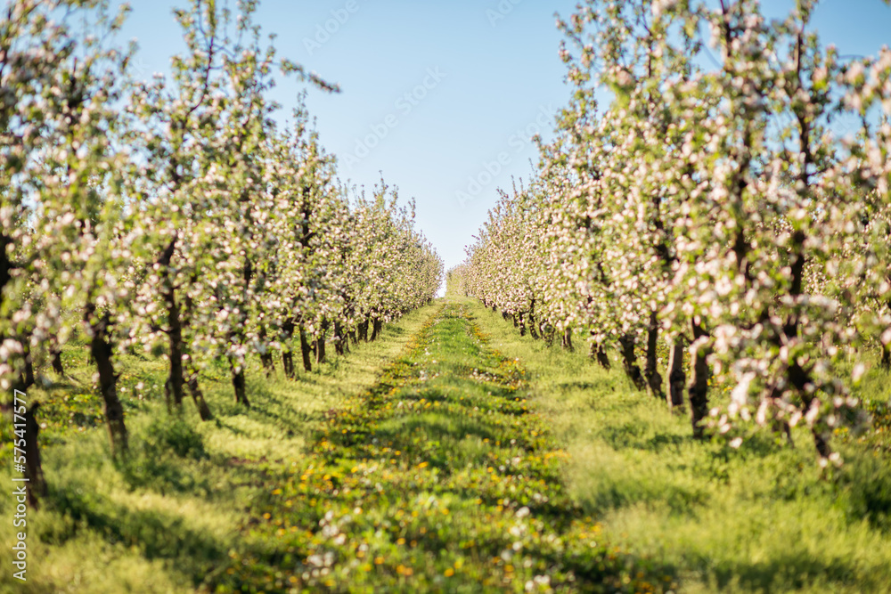 Blossoming apple orchard in idyllic sunny day. Agrarian region of Ukraine, Europe.