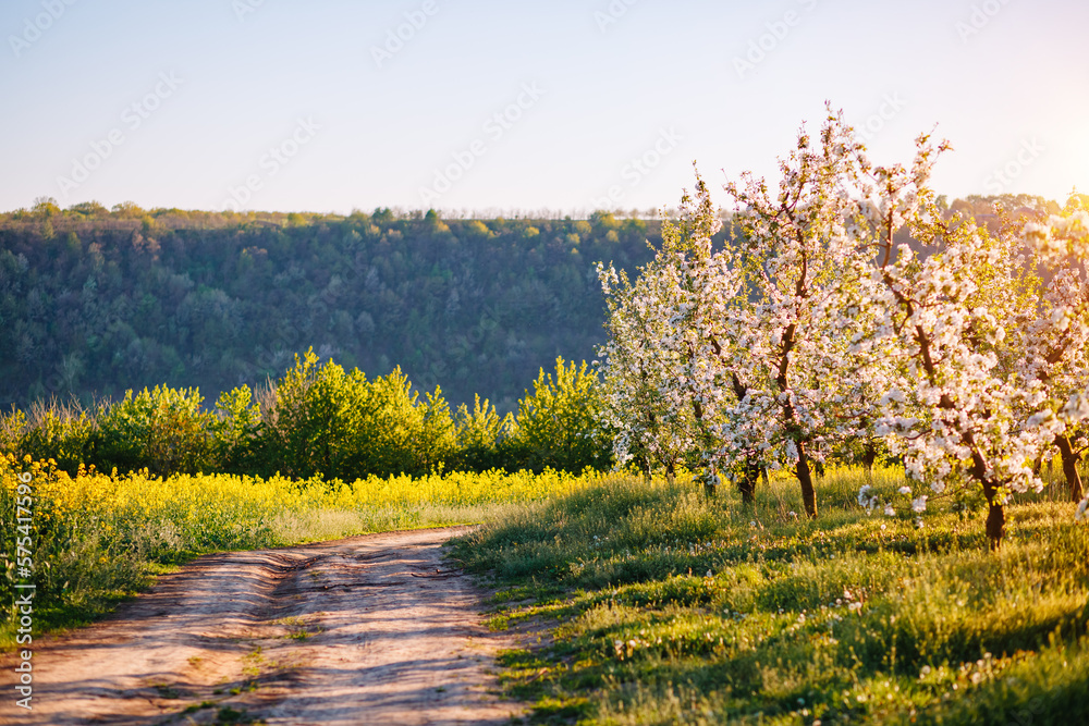 Naklejka premium Blossoming apple orchard in idyllic sunny day. Agrarian region of Ukraine, Europe.