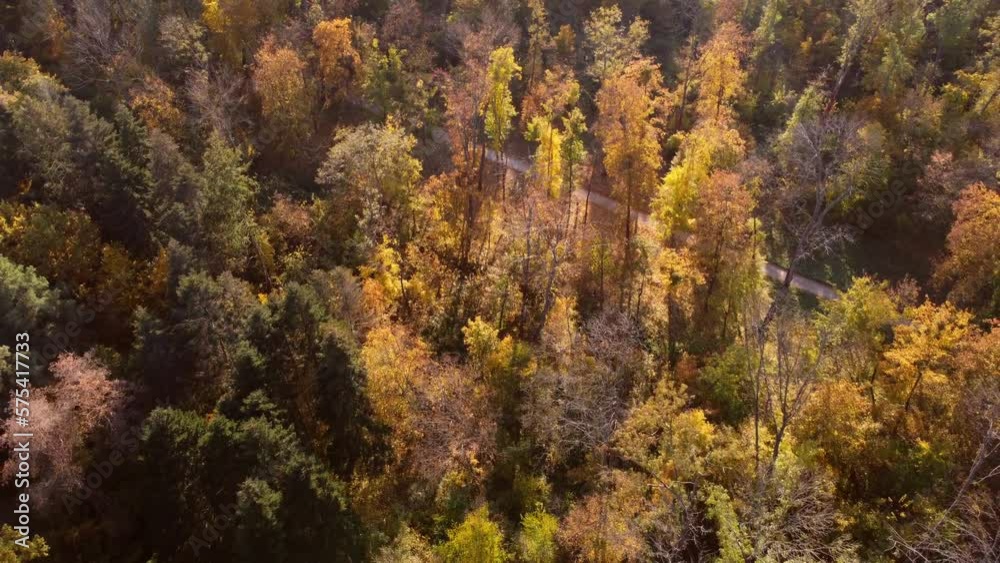 Flying over trees with yellow and green leaves in park with dirt paths and people walking on sunny autumn day. Aerial drone view. Top view. Forest wood woodland nature natural sunlight sunshine. Flying over trees with yellow and green leaves in park with dirt paths and people walking on sunny autumn day. Aerial drone view. Top view. Forest wood woodland nature natural sunlight sunshine.