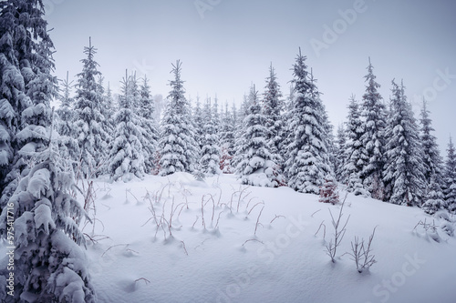 Snow-covered fir trees and a frosty day in a mountainous area. Carpathian mountains, Ukraine.