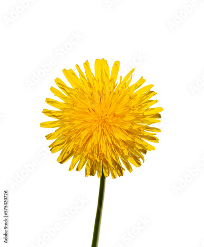 One yellow dandelion flower