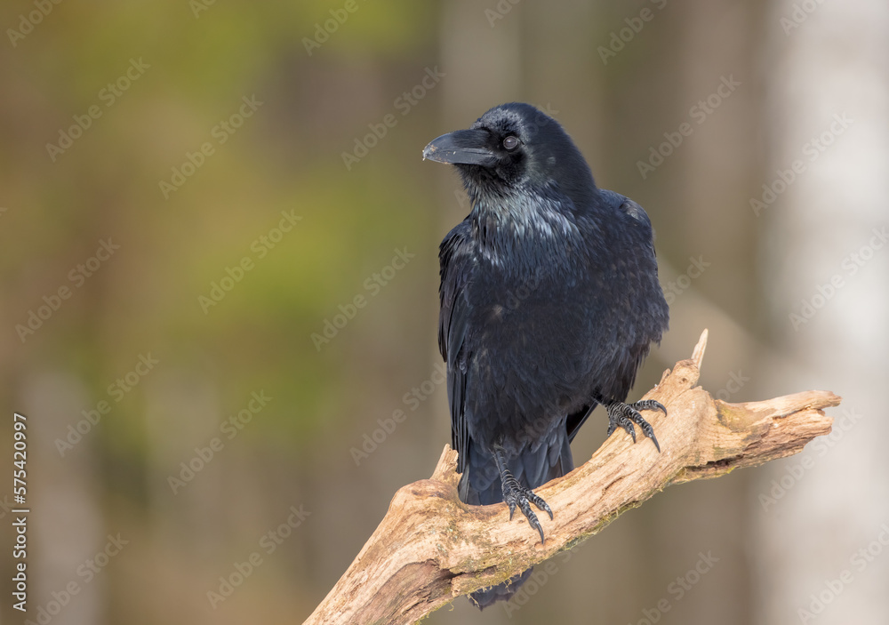 Common Raven - in winter at a wet forest Common Raven - in winter at a wet forest