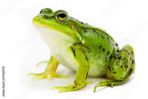 Exotic frog on a white background