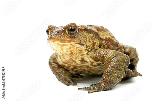 Exotic toad on a white background
