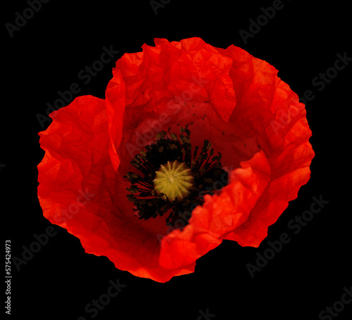 Flora of Gran Canaria -  Papaver rhoeas, common poppy  isolated on black background